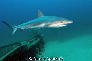 Beauty in motion.  Elegant shark circling the bow of a sh... by Stuart Spechler 